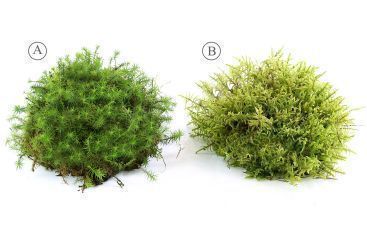 Einheimisches lebendes Moos 