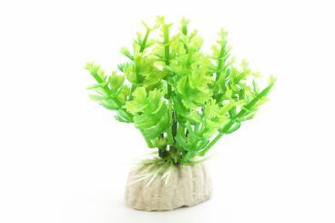 Ameisenpflanze Luxara 