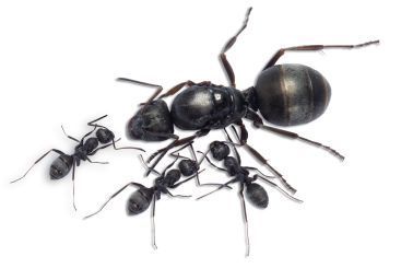 Formica/Serviformica cinerea 