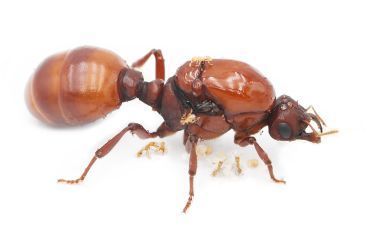 Carebara diversa-Pheidologeton castanea 