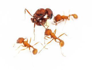 Pogonomyrmex barbatus 1 Königin, 1-4 Arbeiterinnen