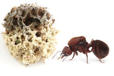 Atta cephalotes 