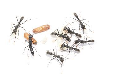 Pachycondyla /Neoponera apicalis 