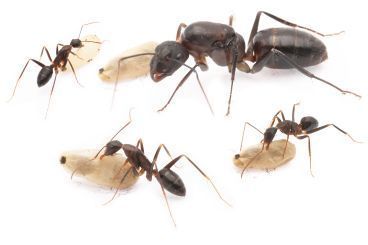 Camponotus japonicus 