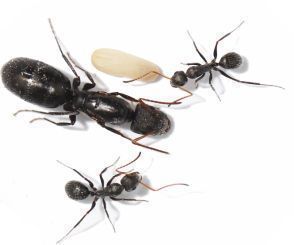 Camponotus crassus 1 Königin, 1-4 Arbeiterinnen