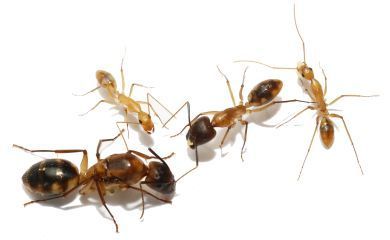 Camponotus maculatus 