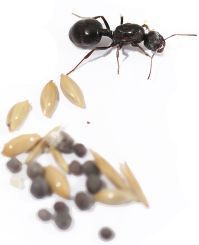 Kolonien Messor structor 