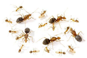 Anoplolepis gracilipes 