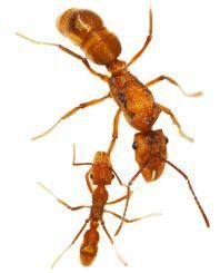 Ectatomma tuberculatum 