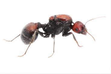 Messor cephalotes 