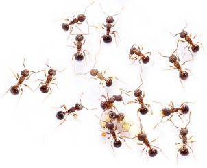Pristomyrmex pungens 
