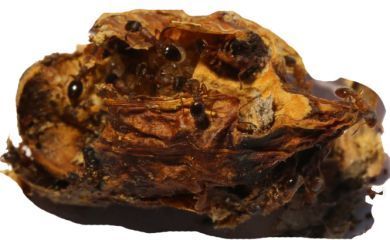 Temnothorax nylanderi 