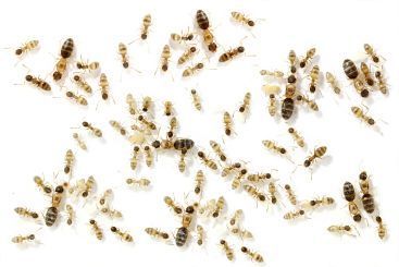 Tapinoma melanocephalum Ghost Ants 