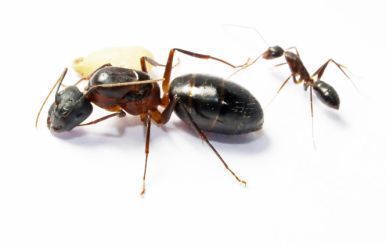 Camponotus barbaricus 1 Königin, 1-4 Arbeiterinnen