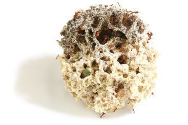 Blattschneider Ersatz Pilz 