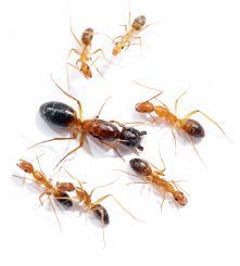 Camponotus pseudoirritans 