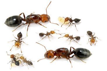 crematogaster scutellaris 