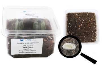 Weiße Asseln - Trichorhina tomentosa 