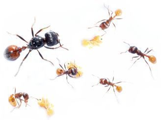 Pogonomyrmex rugosus 