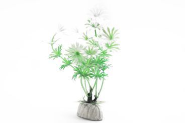 Ameisenpflanze friegida 