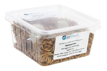 Mehlwürmer Adult 1 Dose, 100g
