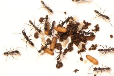 Neoponera verenae - Pachycondyla verenae 