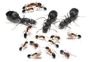 Monomorium subopacum 