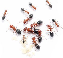 Camponotus vanispinus 
