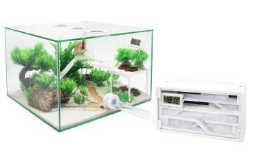 Ameisenfarm Komplettset 3XL & Ameisenfarm H1 & Ameisen nach Wahl 