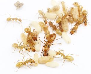 Camponotus vittatus 