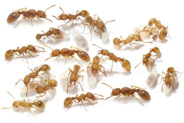 Tetramorium simillimum 