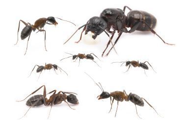Camponotus herculeanus 