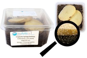 Tropische Springschwänze - COLLEMBOLA 1 Dose 500 ml. gut gefüllt