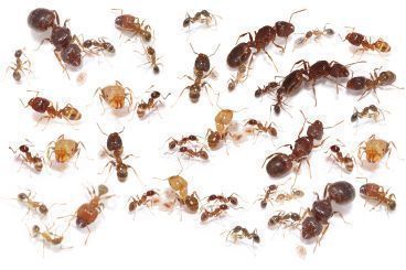 Pheidole megacephala 