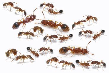 Tetramorium bicarinatum 