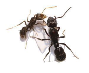 Ectatomma ruidum 1 Königin, 0 Arbeiterinnen