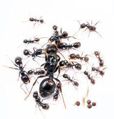 Messor barbarus 1 Königin, 11-25 Arbeiterinnen