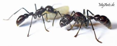 Paraponera clavata 