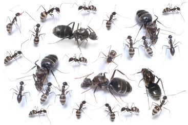 Paratrechina longicornis 