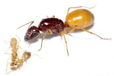 Camponotus fedtschenkoi 