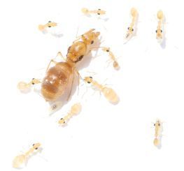 Myrmecocystus navajo 