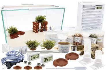 Ameisenkomplettset XL-S Ameisenfarm H2 & Ameisen nach Wahl 