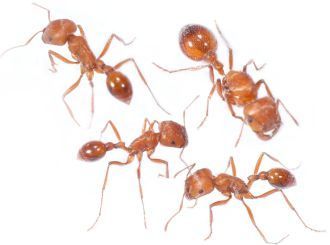 Pogonomyrmex badius 