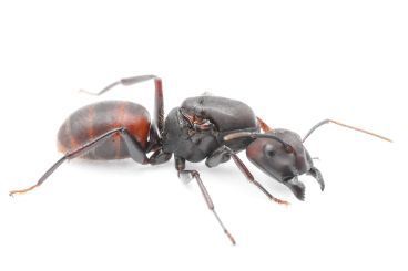 Camponotus rufifemur 