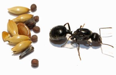 Kolonien Messor minor hesperius verschiedene Größen 