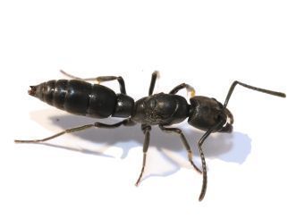 Pachycondyla impressa 