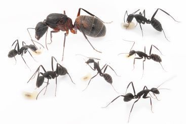 Camponotus cruentatus 