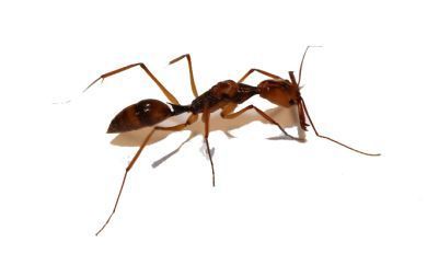 Odontomachus hastatus 