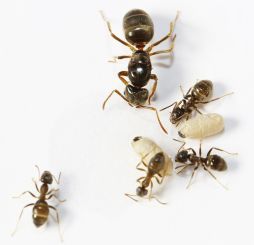 Kolonien Lasius (Chthonolasius) umbratus verschiedene Größen 