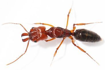 Odontomachus haematodus 